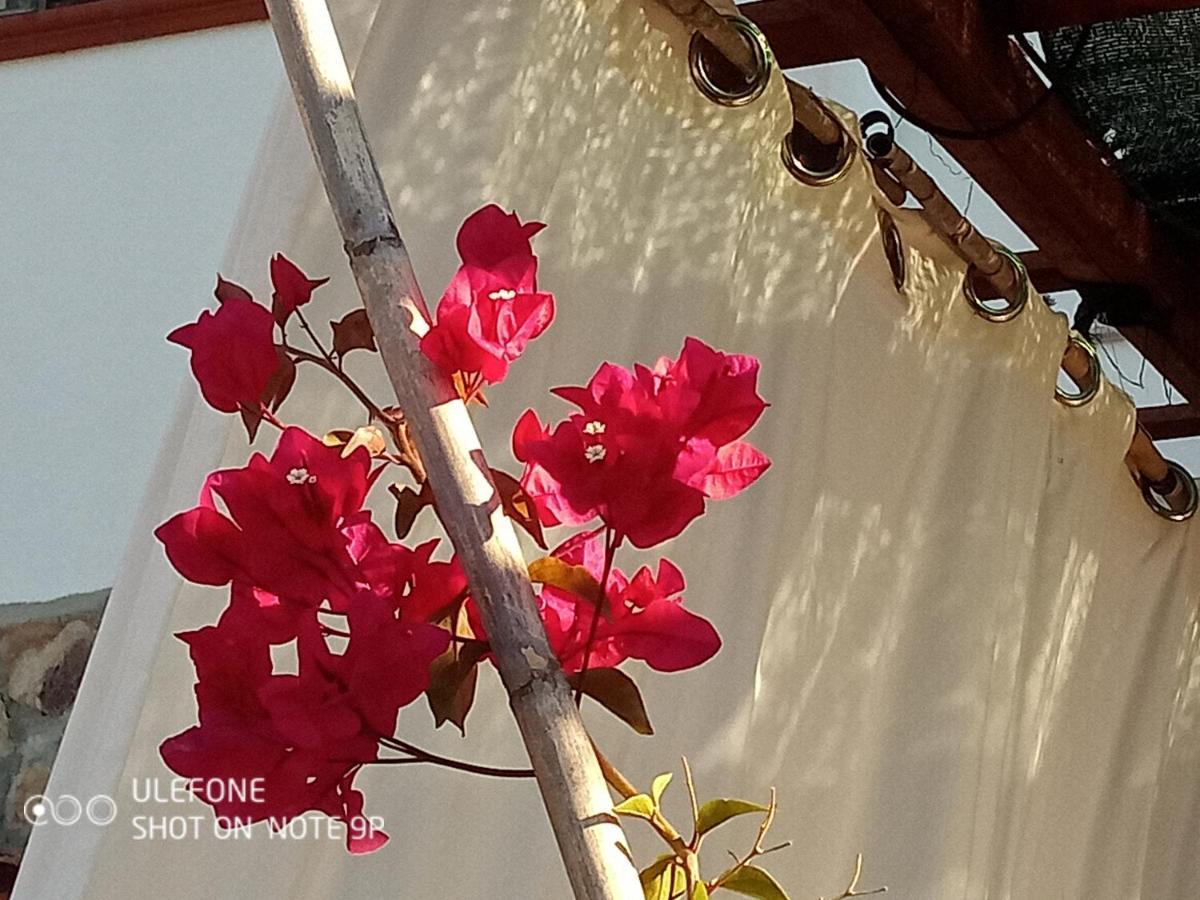 Arcamyrtus Guest House อาลเกโร ภายนอก รูปภาพ